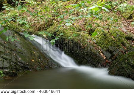 Horner Woods In Somerset