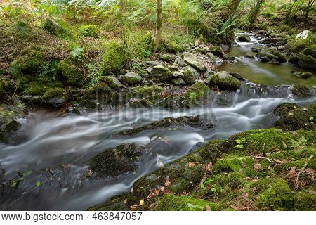 Horner Woods In Somerset