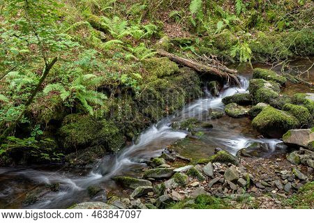 Horner Woods In Somerset