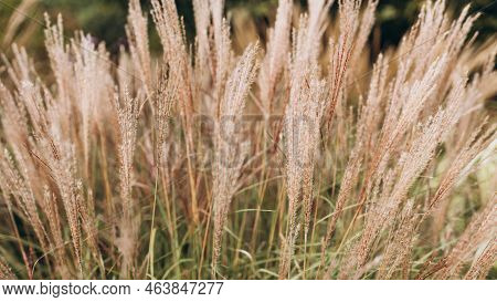 Abstract Natural Background Of Soft Plants Cortaderia Selloana. Pampas Grass On A Blurry Bokeh, Dry 