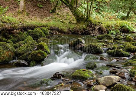 Horner Woods In Somerset
