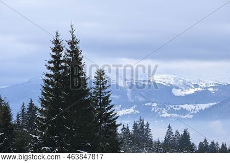 Winter Landscape With Dark Spruse Trees Of Snow Covered Forest In Cold Mountains.