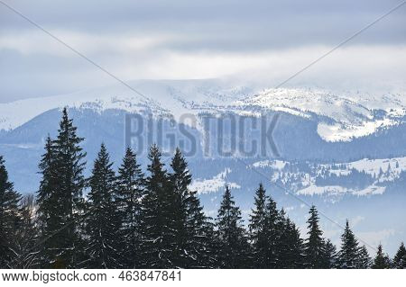 Winter Landscape With Dark Spruse Trees Of Snow Covered Forest In Cold Mountains.