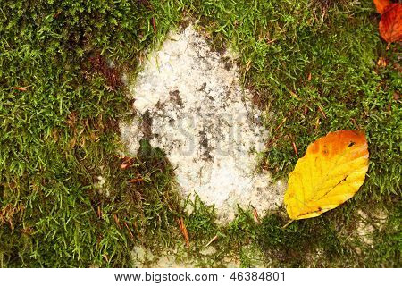Leaf On Stone