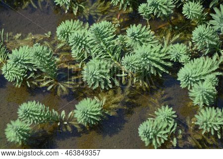 Parrot Feather Watermilfoil. Haloragaceae Perennial Emergent Plants Native To Brazil. A Plant That H