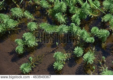 Parrot Feather Watermilfoil. Haloragaceae Perennial Emergent Plants Native To Brazil. A Plant That H