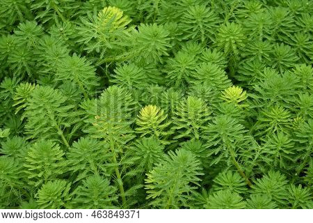Parrot Feather Watermilfoil. Haloragaceae Perennial Emergent Plants Native To Brazil. A Plant That H