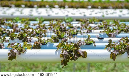 Salad Growing In A Pvc Pipe Organic Lettuces Grown In An Outdoors Hydrophonics System. Koh Kood Thai