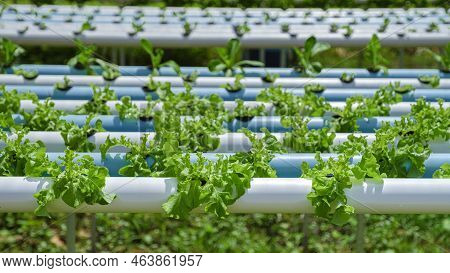 Salad Growing In A Pvc Pipe Organic Lettuces Grown In An Outdoors Hydrophonics System. Koh Kood Thai