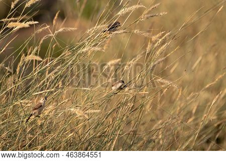 A Small Group Of Indian Silverbill (euodice Malabarica), Feeding Among The Tall Grasses At The Al Qu