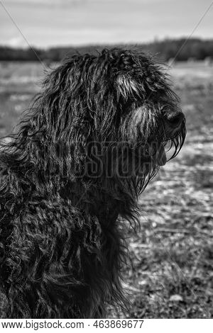 Portrait Of A Goldendoodle Dog. Fluffy, Curly, Long, Black Light Brown Fur. Intimate Family Dog. Int