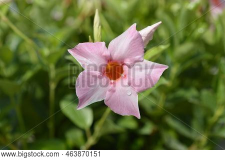 Rocktrumpet Tropical Coast Pink Flower In The Garden