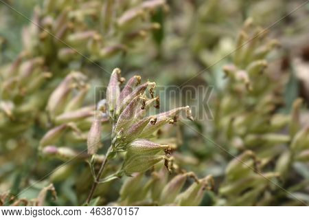 Soapwort Max Frei Seed Pods In The Garden