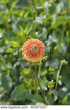 Dahlia Beatrice Flower In The Garden In Autumn