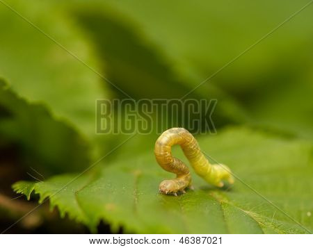 Geometr larva