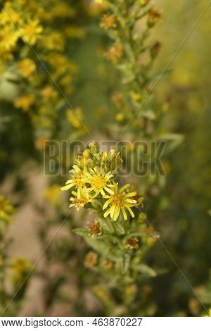 Sticky Aster Yellow Flowers In The Autumn