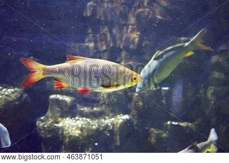 Rudd Scardinius Erythrophthalmus Floating In Clear Water Among The Stones