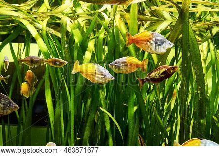 A Flock Of Rainbow Fish Melanotenias Boesman Among Algae In Clear Water