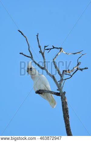 An Australian Adult Little Corella -cacatua Sanguinea- Bird Perched On The Branch Of A Skinny Old Tr