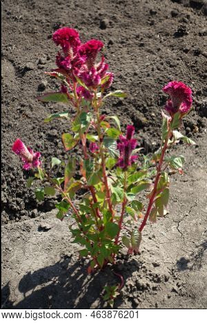 Group Of Magenta Colored Flowers Of Celosia Argentea Var. Cristata In Mid September