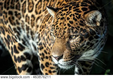 Close-up Of A Jaguar. Panthera Onca. Big Jaguar