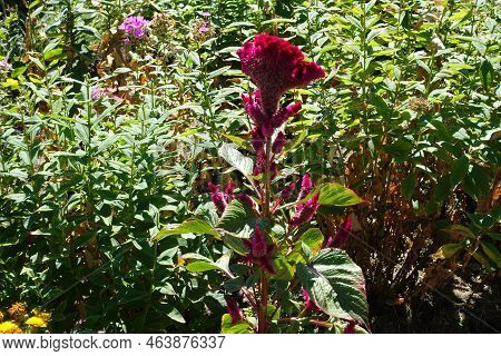 Inflorescence Of Magenta Colored Celosia Argentea Var. Cristata In August