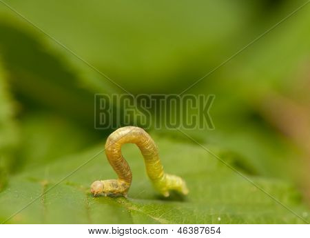 Geometr larva