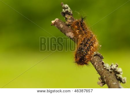 Euthrix potatoria