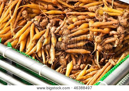 Fingerroot