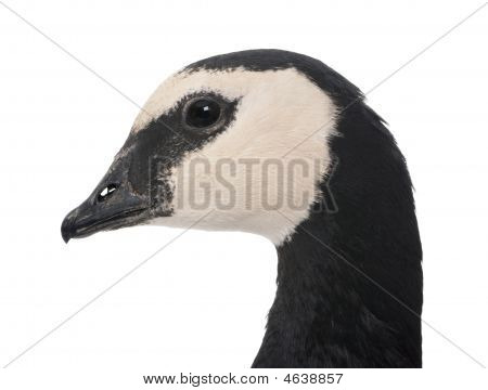 Barnacle ห่าน - Branta Leucopsis (+/-18 Mlonths)