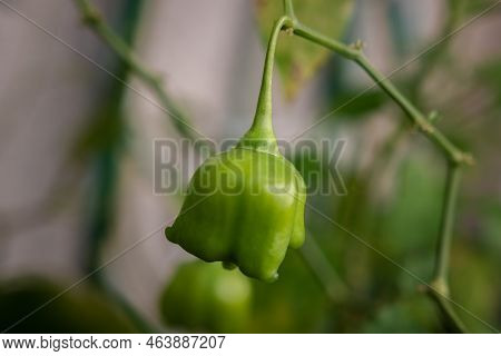 Close-up Of A Green Mad Hatter Chili Pepper, Aka Bishop's Crown Pepper Or Christmas Bell, Hanging In