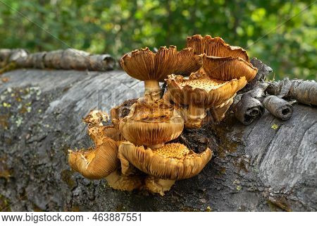 Pholiota Aurivella. Golden-colored Mushrooms Grow On Tree
