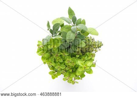 Fresh Herbs Oregano, Thyme, Sage On A White Background, Top View.