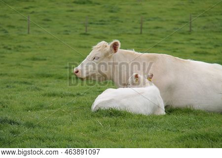 Farmyard Whitebred Shorthorn Cattle Mother And Calf.