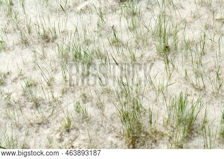 Fluff Lies In The Green Grass Texture. Strong Allergen, Health Hazard Concept. Seeds Of Poplar Fluff