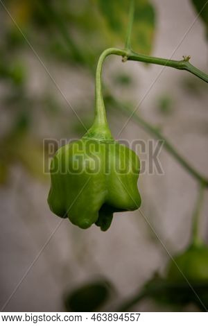 Close-up Of Green Mad Hatter Chili Pepper, Aka Bishop's Crown Pepper Or Christmas Bell, Hanging In B