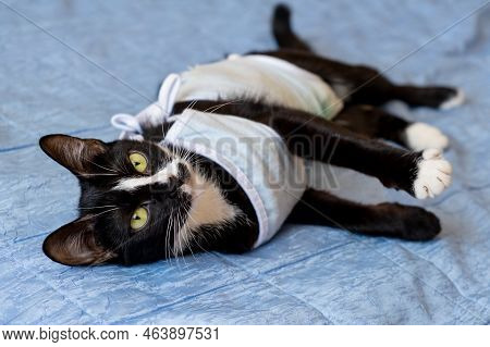 Sick Domestic Cat Lies After Surgery At Home On Sofa In Clothes. Postoperative Bandage. Care Of Pet 