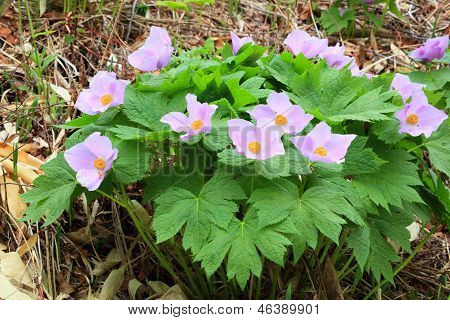 Glaucidium Palmatum