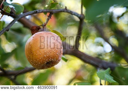 Rotten Apple. Infected Fruits Of Apples. Monilinia Fructigena Apple
