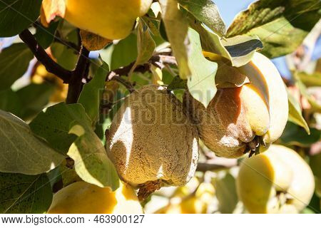 Rotten Quince. Infected Fruits Of Quince. Monilinia Fructigena Quince