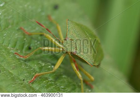 Detailed Closeup On The Green Shieldbug, Palomena Prasina Sitting On A Green Leaf