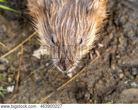 Portrait Of A Muskrat, Ondatra Zibethicus, Rodent Found In Wetlands. Muskrat, Ondatra Zibethicus, Wa