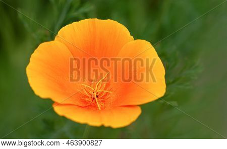 Flower Californian Poppy (eschscholzia Californica) On Green Background. Pistil And Stamens Close-up