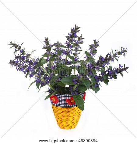 Flores azuis penstemon em vaso amarelo