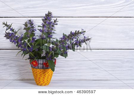 flores Penstemon em um vaso amarelo em um de madeira