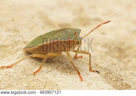 Detailed Closeup On The Green Shieldbug, Palomena Prasina Sitting On A Stone