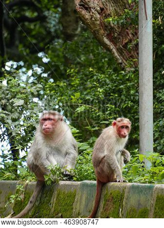 Selective Focus On Two Red Face Monkeys