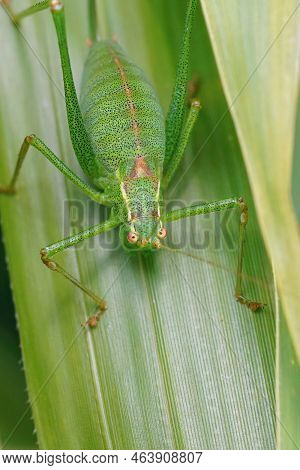 Vertical Closeup On A Speckled Bush Cricket, Leptophyes Punctatissima On A Green Leaf In The Garden