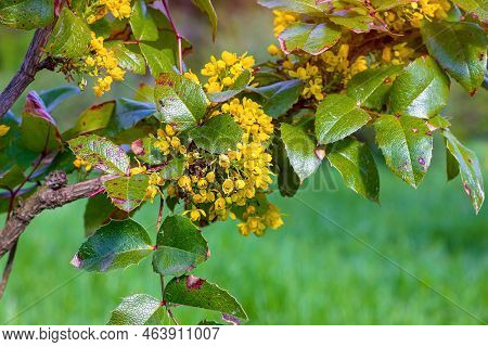 Bright Yellow Mahonia Aquifolium Pursh Nutt Flowers Bunch With Green Leaves In The Garden In Summer.