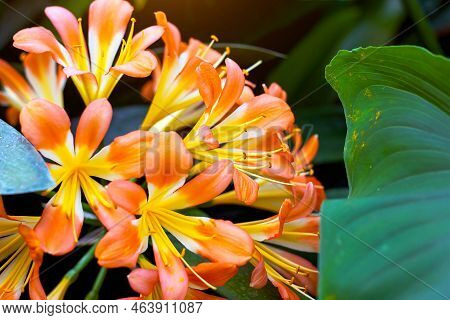 Bright Yellow And Orange Clivia Nobilis Lindl Flowers Bunch With Green Leaves In The Garden In Summe
